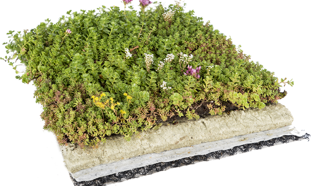 123 - Moss (1000x600), Png Download