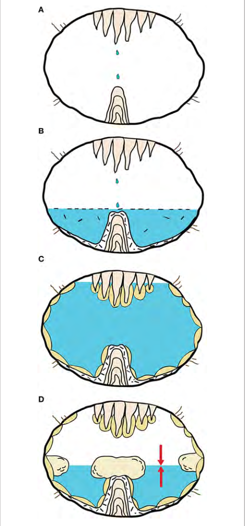 A Stalagmite Forms In A Subaerial Environment - Phreatic Overgrowths Speleothems (491x1055), Png Download