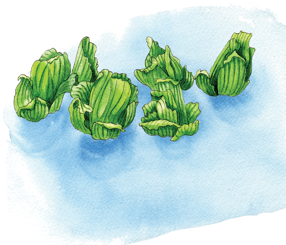 Illustration By Helen Krayenhoff - Illustration (1000x860), Png Download