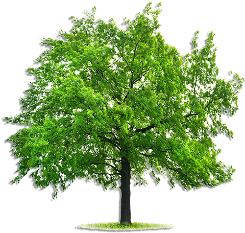 Tree Mend Us - Tree With Blank Background (500x500), Png Download