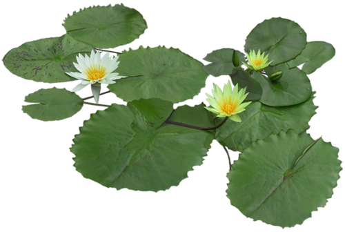 600 X - Water Lily Leaves Png (500x336), Png Download