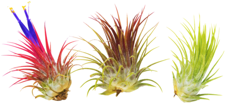 Most Air Plants Will Be Their Healthiest With A Weekly - Sky Plant (480x318), Png Download