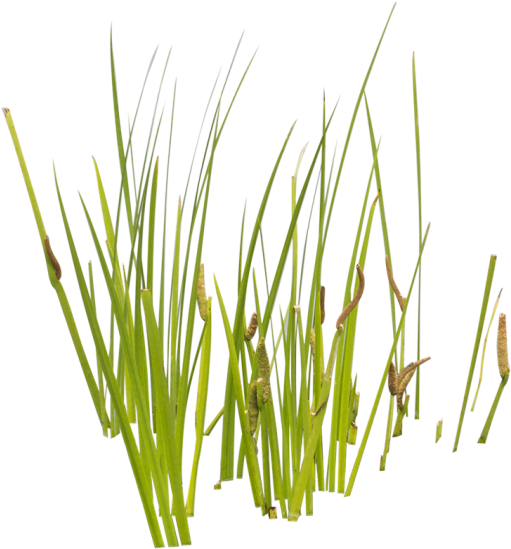Cattails Png For Kids - Cattail Plant Png (548x548), Png Download