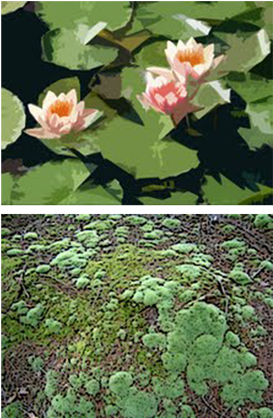 Description Backgrounds 1423859969 Plants Intro - Plants (353x417), Png Download