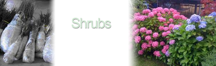 Bareroot Shrubs Info - Flowering Shrubs (751x229), Png Download