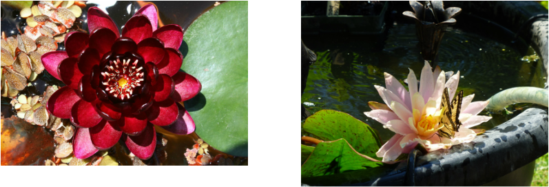 Pond Plants - Ontario (797x271), Png Download