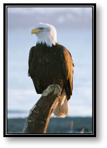 Bald Eagle - Eagle For One Day (420x580), Png Download