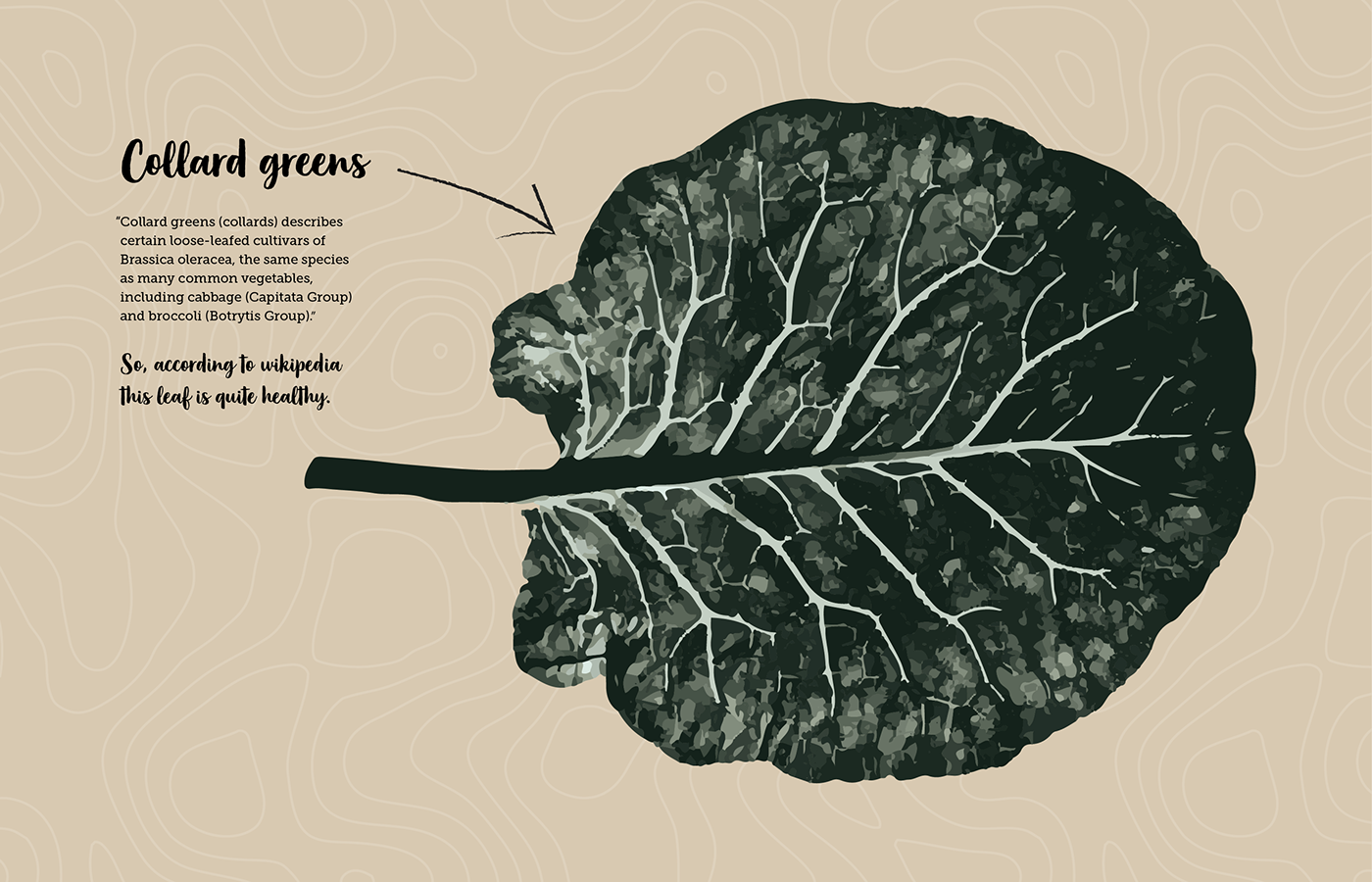 Raštika Is Kale Like Vegetable That Grows Throughout - Illustration (1400x900), Png Download