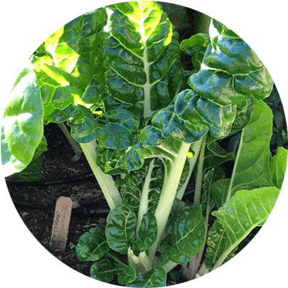 Greens Circles Greens Circles Swisschard - Chard (475x450), Png Download