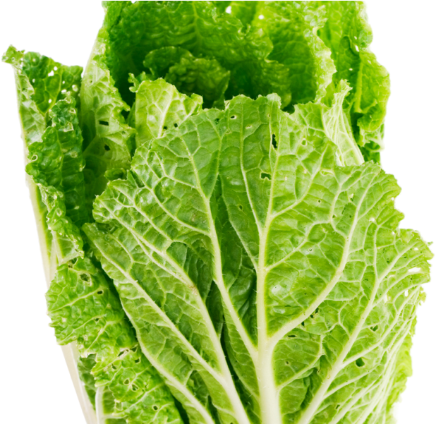Lettuce Leaf Png Image - Lettuce Png (800x600), Png Download