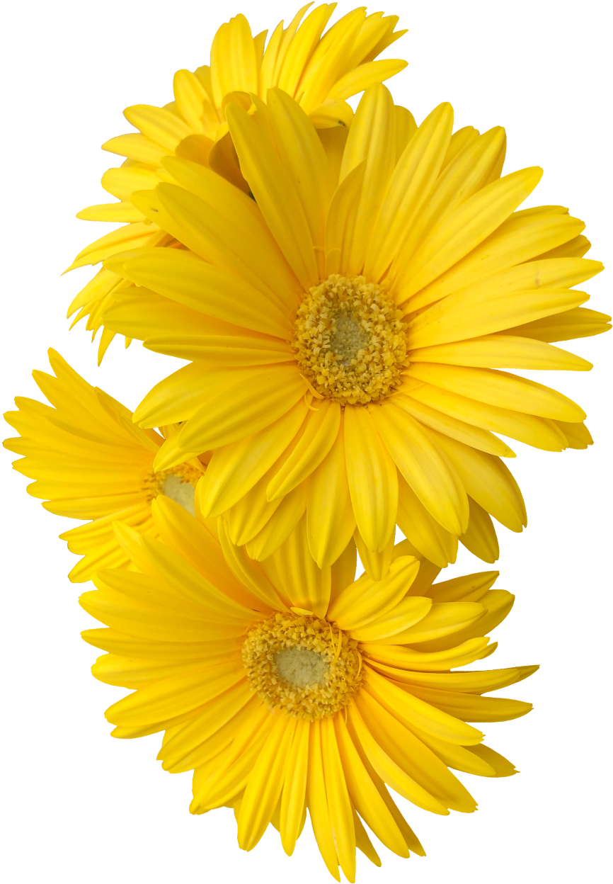 Report Abuse - Sunflower Made Of Paper (1024x1366), Png Download