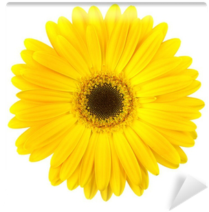 Yellow Daisy Flower Isolated On White Wall Mural • - Common Daisy (400x400), Png Download