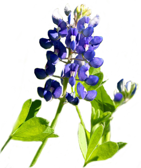 Texas Bluebonnet (478x569), Png Download