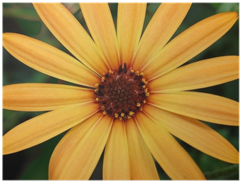 Rudbeckia Fulgida Orange Coneflower - African Daisy (400x400), Png Download