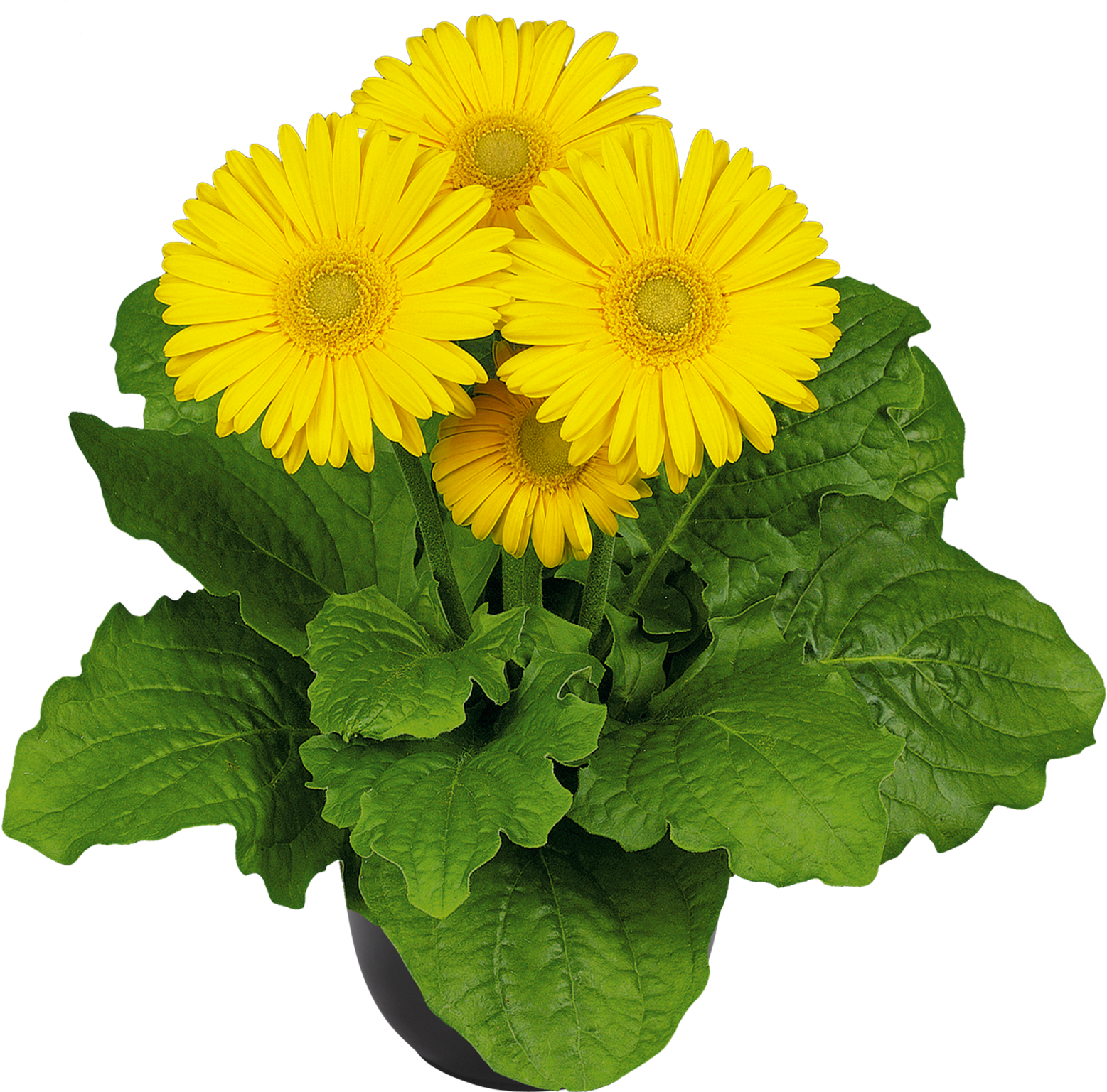 Florist Holland - Transvaal Daisy (1772x1772), Png Download