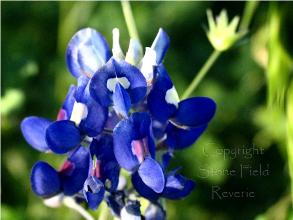 Blue Bonnet - Bluebonnet (600x600), Png Download