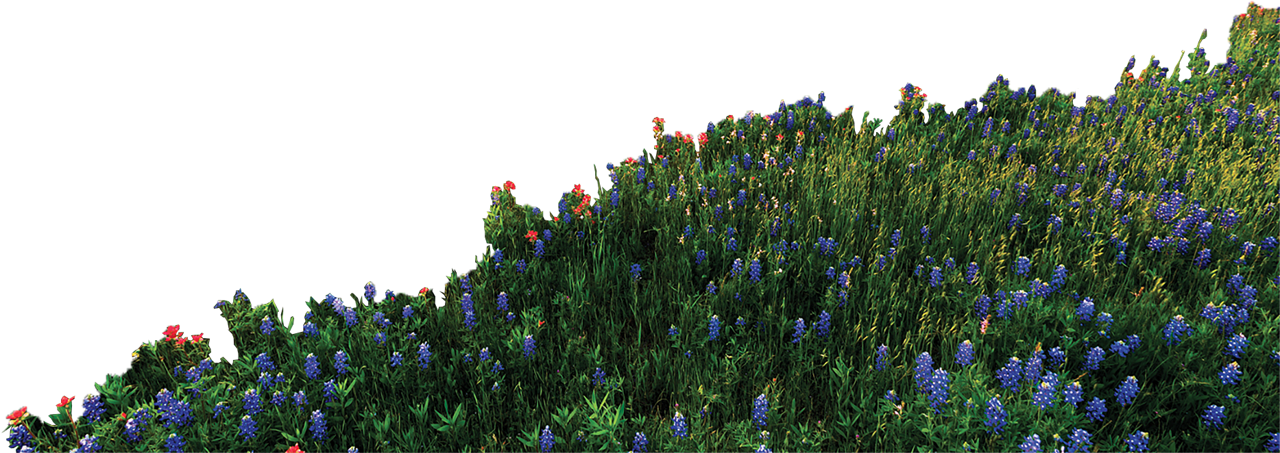 Have An - Bluebonnet (1920x1024), Png Download