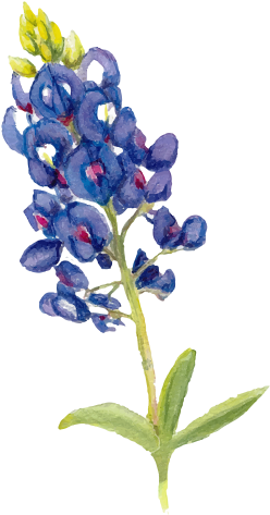 Homeschoolers And Afterschoolers - Bluebonnet (255x478), Png Download