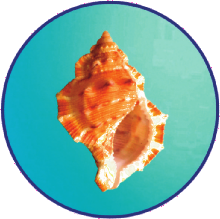 Sea Shell Circlertd - Portable Network Graphics (902x913), Png Download