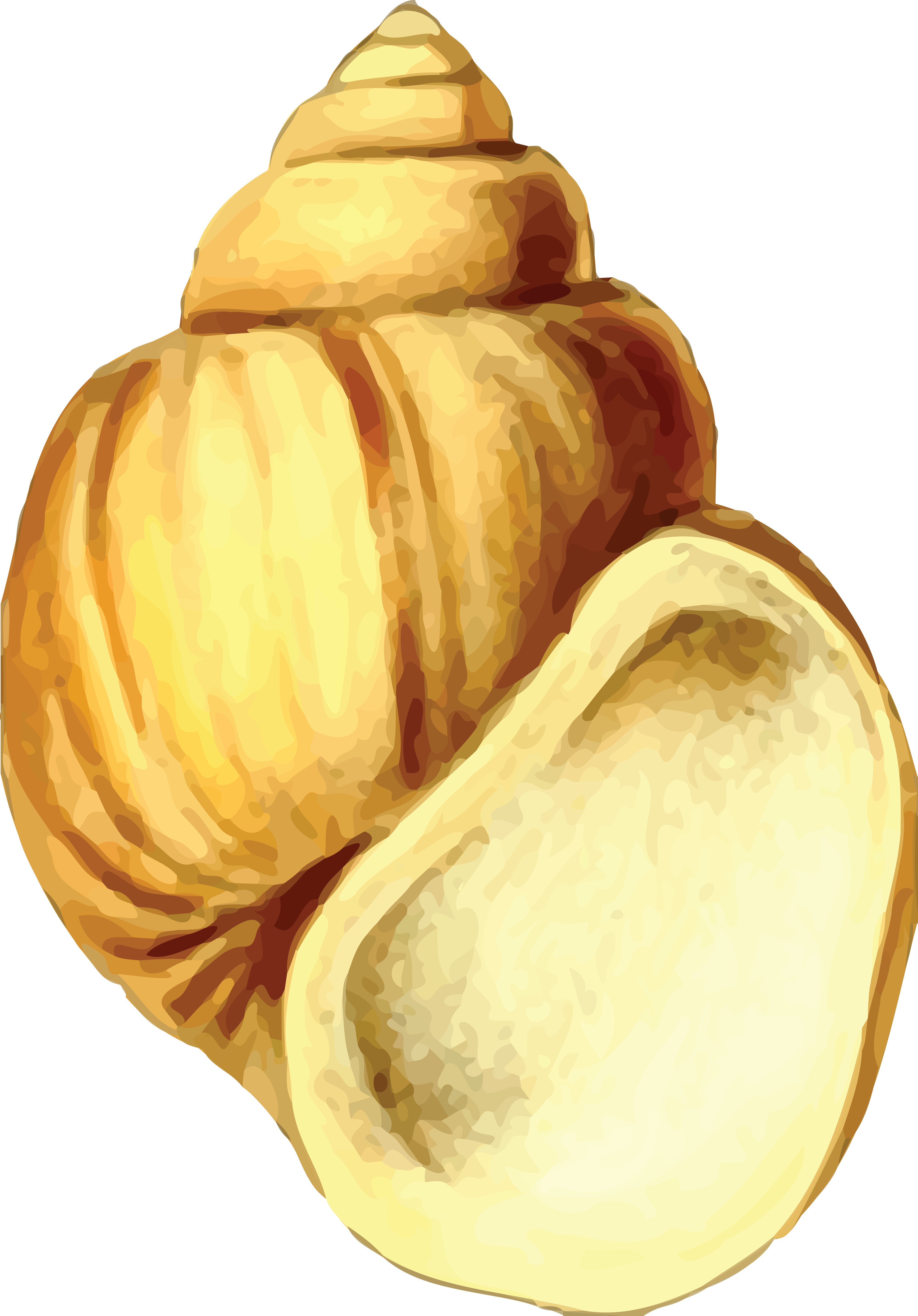 Free Clipart Of A Sea Shell - Sea Shell 19 (4000x5734), Png Download