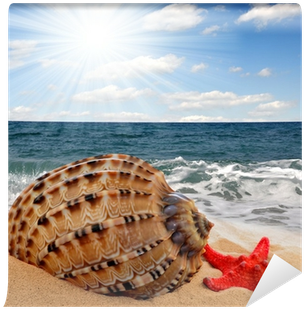 Conch Shell With Starfish On Beach Wall Mural • Pixers® - Seashell (400x400), Png Download
