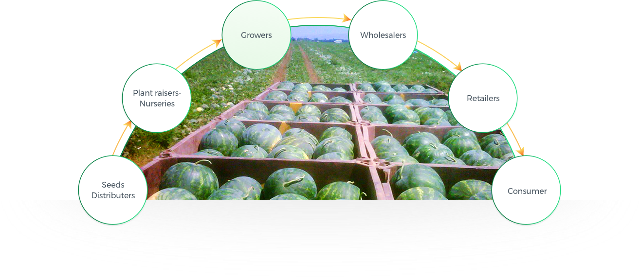 Origene Seeds Lead To A Significant Contribution For - Plantation (1315x570), Png Download