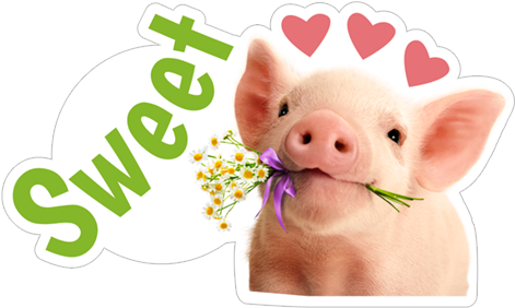 Sweet Pig Suidae - Pig (490x317), Png Download
