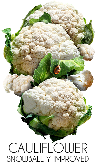 Cauliflower (357x540), Png Download