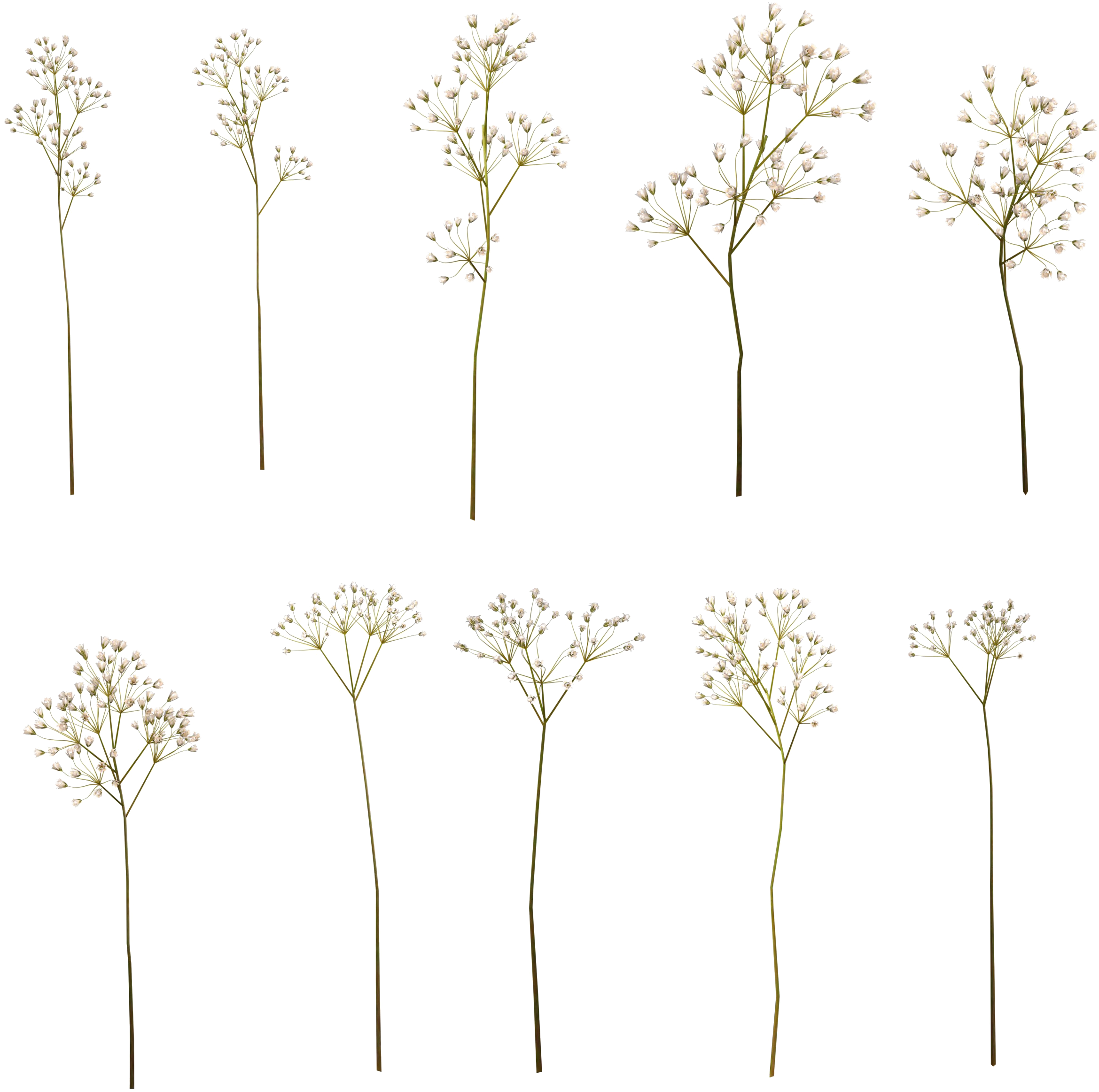 Baby Breath Flower Png (2560x2560), Png Download