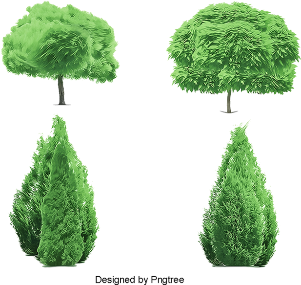 Pine Trees Garden, Trees, Pine, Evergreen Trees Png - Pine (800x800), Png Download