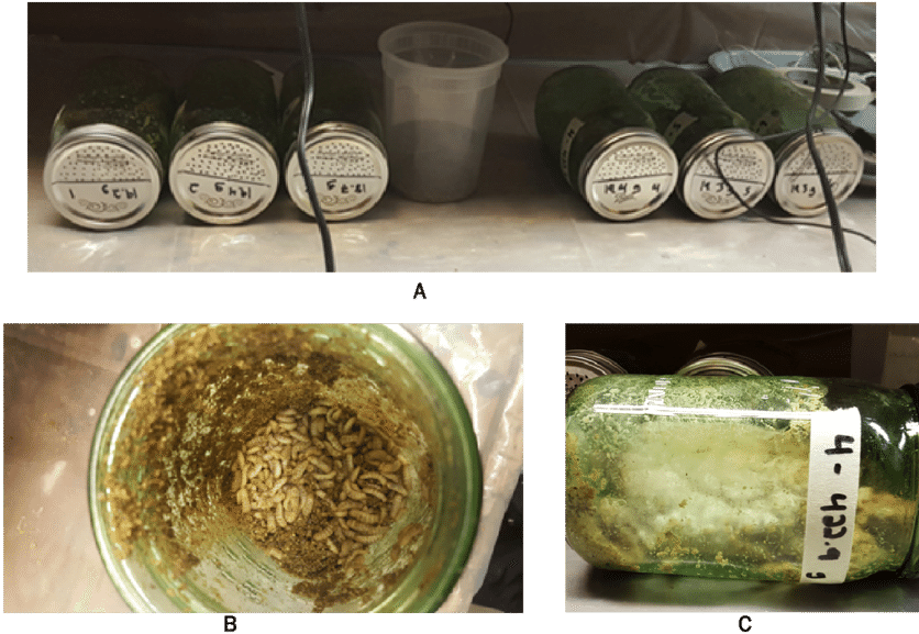 Mason Jars Containing Saturated Chickenfeed And Subjected - Black Soldier Fly (850x593), Png Download