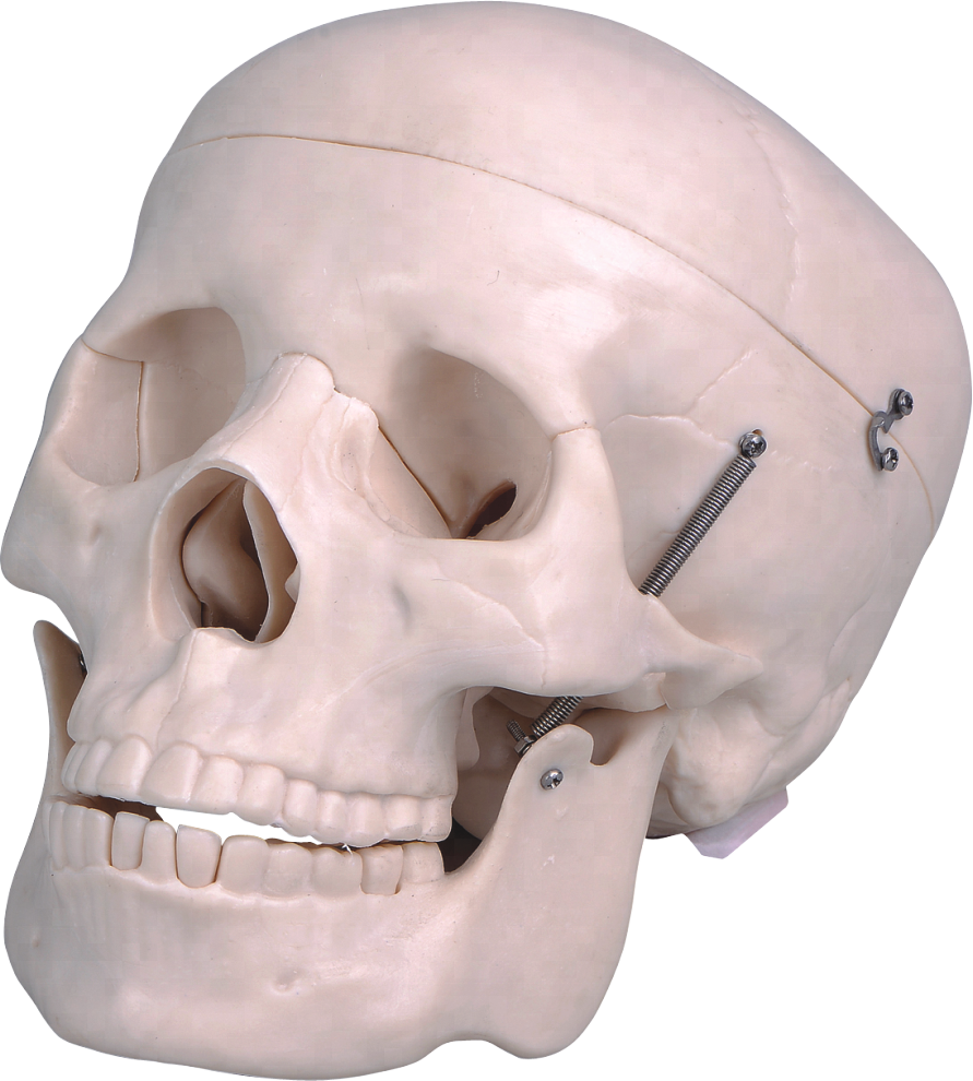 Life Size Plastic Human Skull - Human (891x990), Png Download
