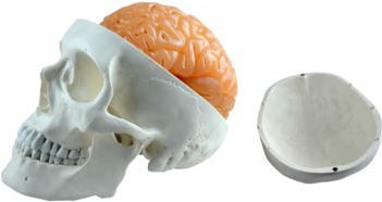 Life Size Human Skull With 8 Parts Brain - Skull (350x350), Png Download