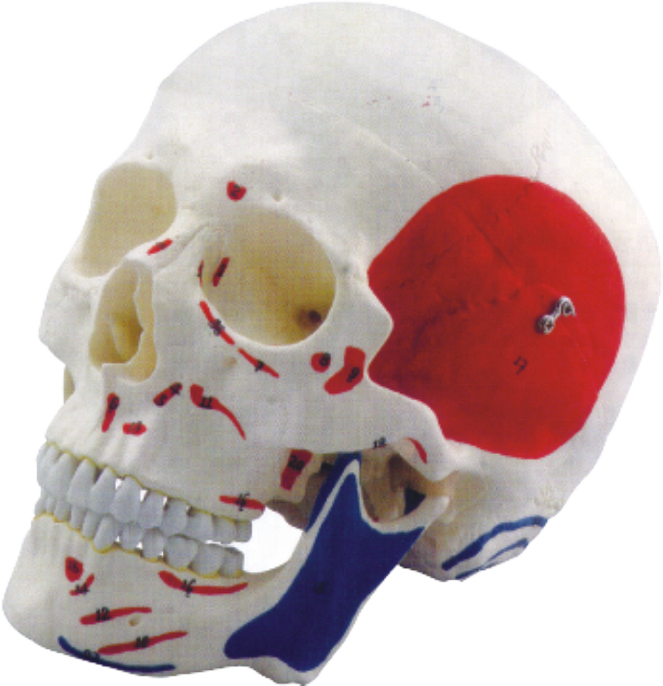 Muscle Marked,life Size Human Skull - Skull (949x982), Png Download