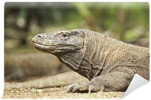 Komodo Dragon (400x400), Png Download