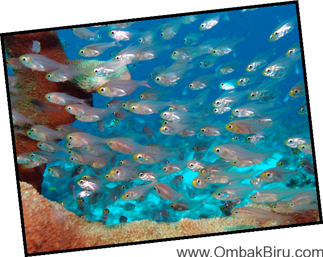 Komodo National Park 8th- 15th September - Display Device (666x530), Png Download