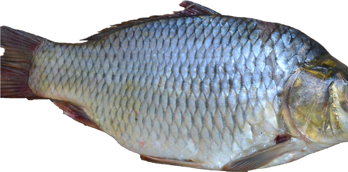What The Sages Knew About Fish - See Fish Png (1170x660), Png Download