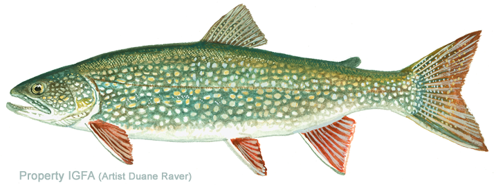 Great Lakes Trout (720x273), Png Download