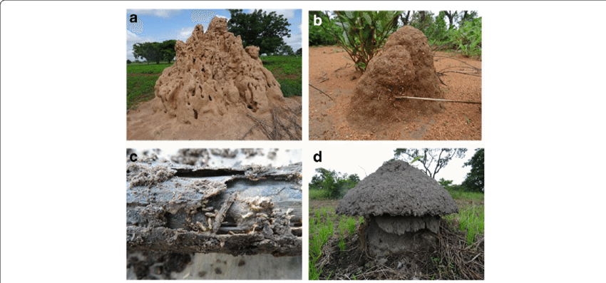 The Four Types Of Mounds Of Termite Pests Recognized - Mound-building Termites (850x397), Png Download