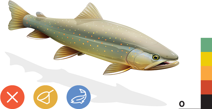 Bull Trout - Bull Trout Above (700x373), Png Download