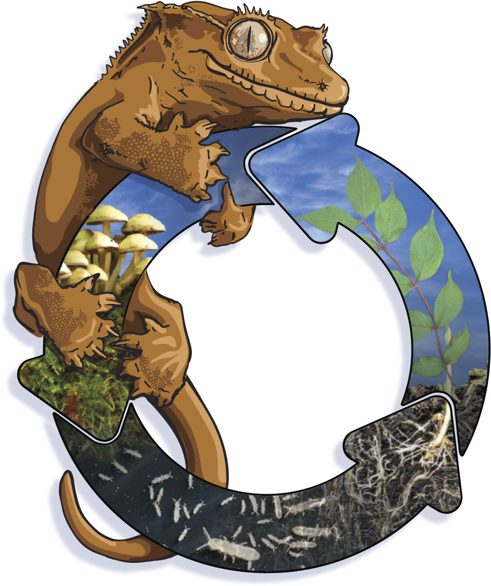 Complete Bioactive Habitat Kit For Crested Geckos Glass - Springtails In Soil (1260x1500), Png Download