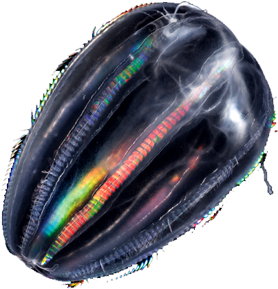Iridescent Ctenophores (500x500), Png Download