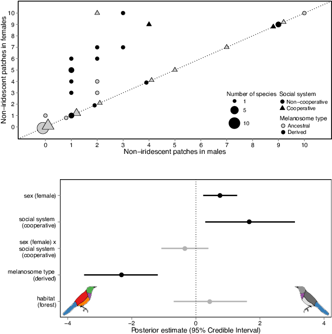 The Evolution Of Iridescence In African Starlings - Diagram (717x717), Png Download