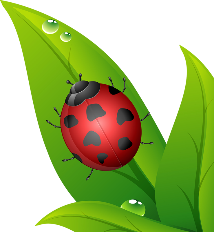 Joaninhas Em Png - Ladybird On The Leaf Drawing (739x800), Png Download