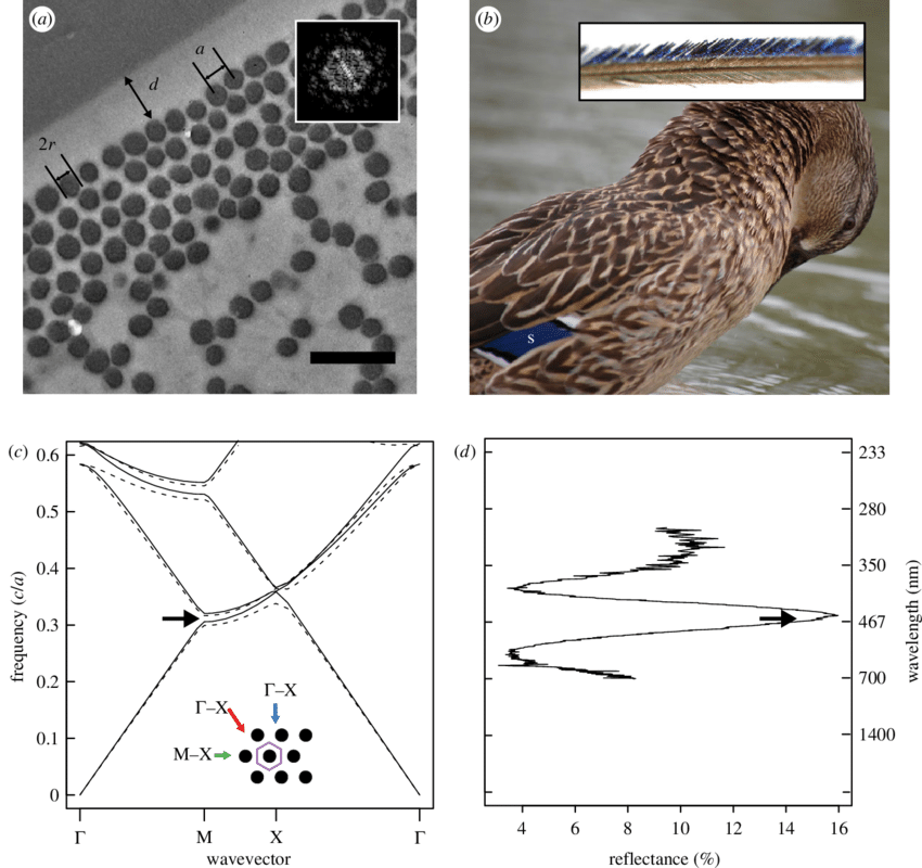 Feather Nanostructure And Colour-producing Mechanism - Feather (850x800), Png Download