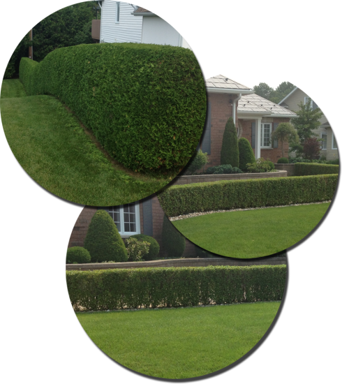 Hedge (490x550), Png Download