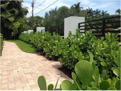 A 60 Ft Long Hedge Requires 20 Clusia 15gl Or 30 Clusia - Yard (500x500), Png Download