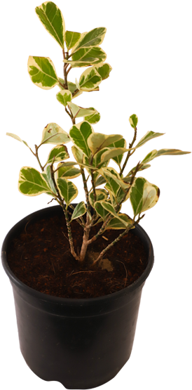 Ficus Triangularis Variegata - Cactus (600x600), Png Download