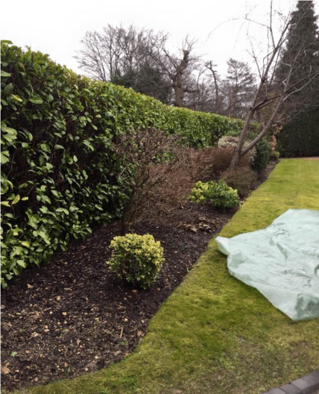 Chalfont & Gerrards Cross Tree Surgery & Hedge Specialists, - Hedge (800x800), Png Download