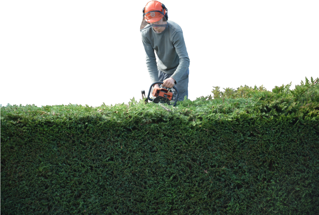 Wallwork & Co - Hedge (1024x725), Png Download